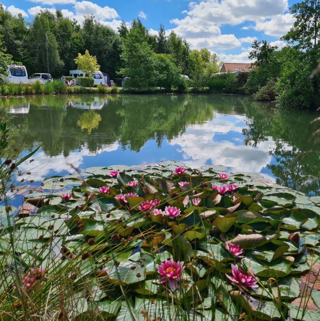 Lilies in the margins at Alder Pool, with the holiday lodges behind