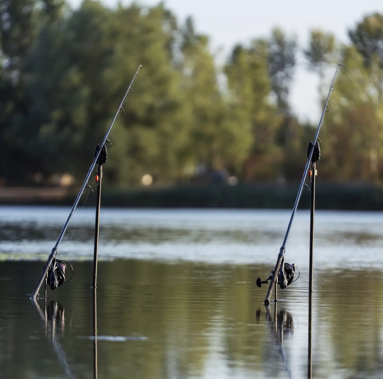 Rods out over calm water at dawn